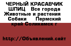 ЧЕРНЫЙ КРАСАВЧИК ШПИЦ - Все города Животные и растения » Собаки   . Пермский край,Соликамск г.